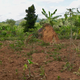 Forest restoration on small farms bordering Mpanga Forest Reserve, Uganda, can bring high levels of benefits and is relatively feasible to achieve.